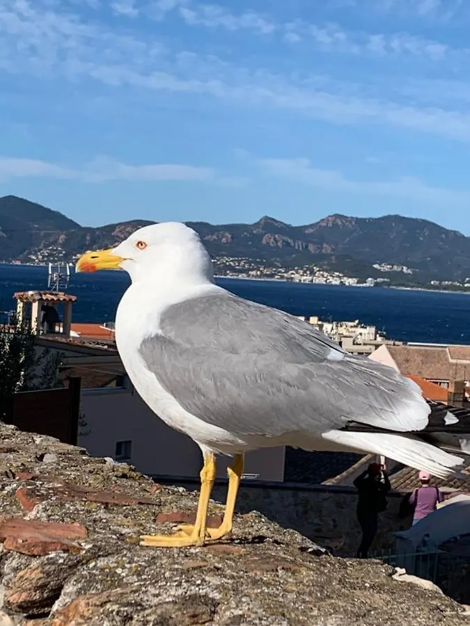 Cannes Apartment Close To Congress Palace, Croisette, Beaches